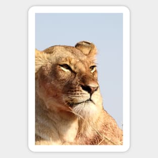 African Lion, Serengeti, Tanzania Sticker